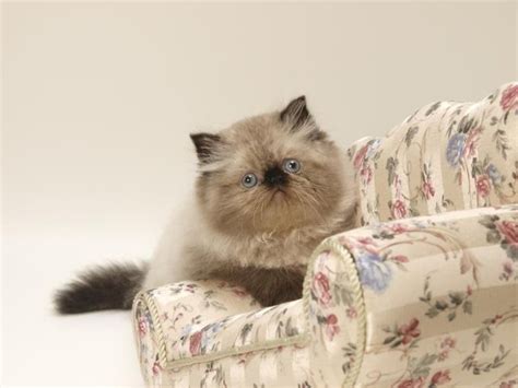 Vomiting up bile is generally not serious and usually the cat will feel better once sometimes, a cat having trouble throwing up a hairball will vomit up foam before it gets the hairball out. Why Is My Cat Throwing Up Foam? (with Pictures) | eHow
