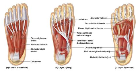 Your Flexor Hallucis Brevis And Flexor Digitorum Brevis And How To