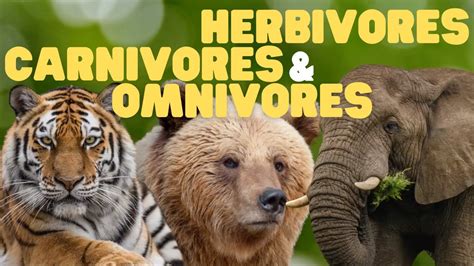 Herbivores Carnivores And Omnivores For Kids Learn Which Animals