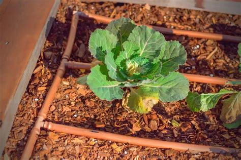 How To Grow Broccoli In Your Raised Beds Bed Gardening