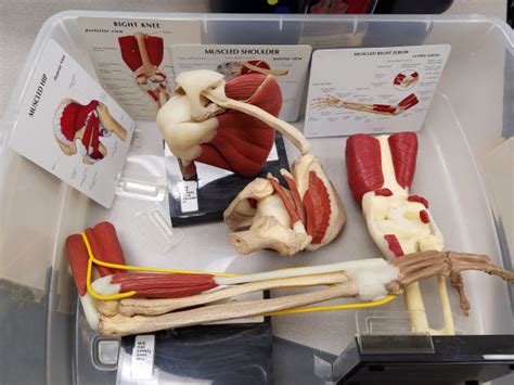 Muscles Anatomical Models Laupus Library Research Guides At East
