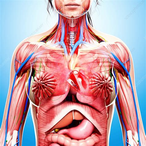 Full human body diagram bones pics with labels full human… continue reading →. Female anatomy, artwork - Stock Image - F008/0092 - Science Photo Library
