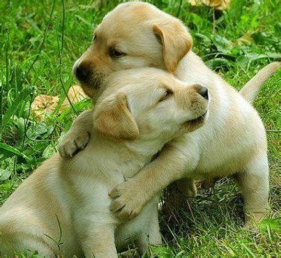 Get connected with vetted, ethical breeders. YELLOW LABS ( puppies ) for Sale in Houston, Texas ...