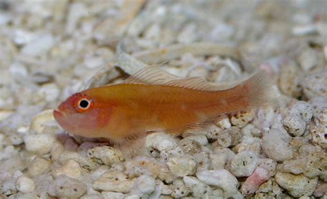 Section Fish Library Group Gobies Species Trimma Barralli Red