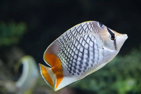 Pearlscale Butterflyfish Chaetodon Xanthurus 魚