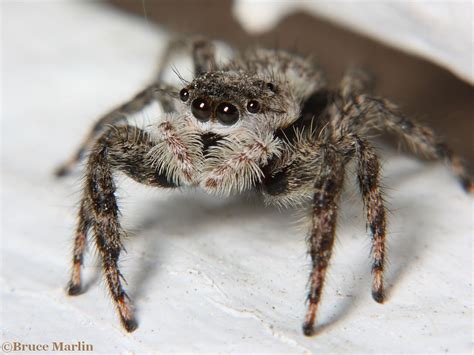 Common Spiders In North America House Spiders The 10 Most Common You