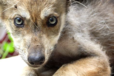 Conservation Efforts Aim To Save Endangered Mexican Gray Wolves The
