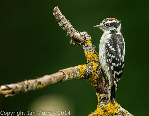 Young Albino Hairy Woodpecker Birds In Photography On Forums