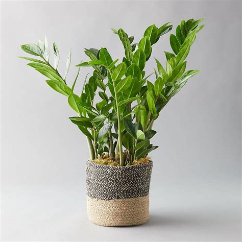 Zz Plant Jute Pot Plant Care Houseplant Plants Lily Plants