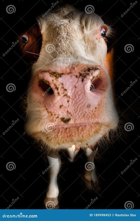 3948 Funny Cow Face Photos Free And Royalty Free Stock Photos From