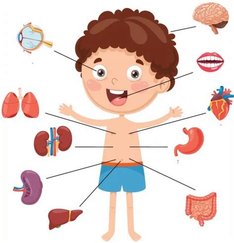 Los Órganos Explicado Para Los Niños El Cuerpo Humano