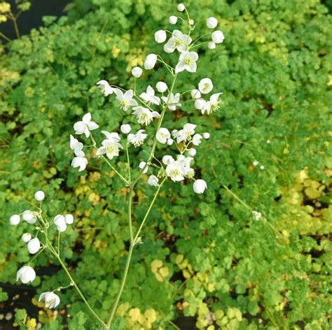Arjan Schepers Vaste Planten Thalictrum Delavayi ‘splendide White