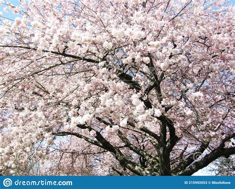 Bright Attractive Akebono Yoshino Cherry Blossom Flowers Blooming In