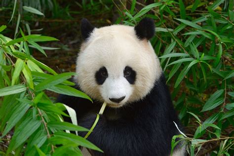 Panda Eating Bamboo In Bushes Giant Panda Giant Panda Bear Panda Bear