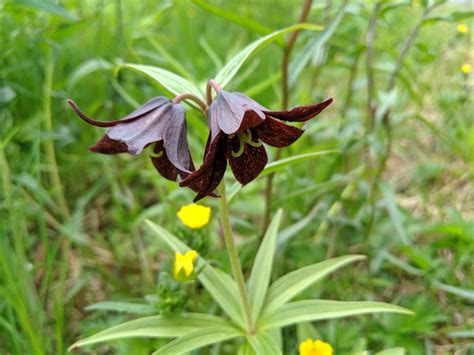 Gift this unique and out of the box bouquet of assorted chocolates to your near and dear ones… every special moment deserves a chocolaty treat and gifting this delightful and toothsome bouquet of. Chocolate Lilies And Other Delights | Outside My Window