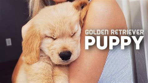 In most cases, those high energy levels remain long after they've reached adulthood. Golden Retriever Puppy Compilation - YouTube | Golden ...