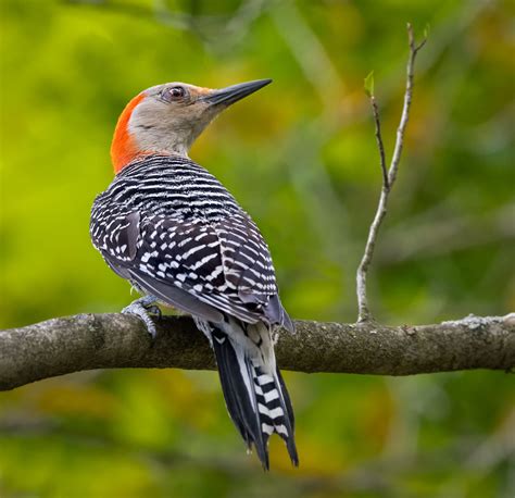 Red Bellied Woodpecker Owen Deutsch Photography
