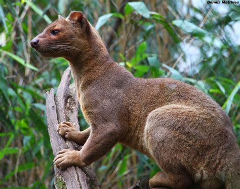 Fossa Animals Interesting Facts And Pictures Animals Lover