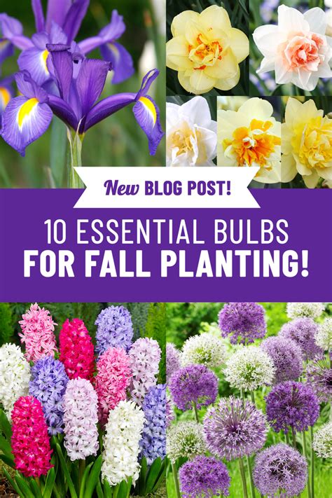 10 Bulbs To Plant In Fall For Spring Blooms Fall Bulbs Fall Bulb