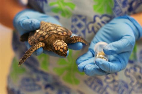 Tiny Bits Of Ocean Plastic Threaten The Survival Of Sea Turtle Hatchlings