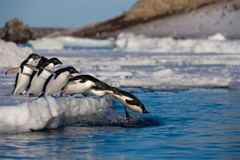 Kinky Sex Life Of Penguins Mirror Online