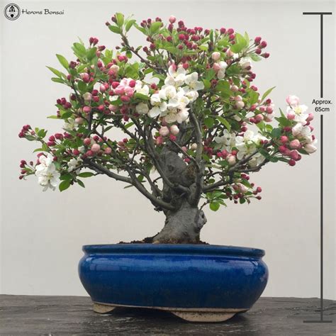 Large Miniature Apple Bonsai Tree Herons Bonsai