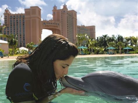 Atlantis Dolphin Shallow Water And Aquaventure Shore Excursions Carnival Cruise Excursions
