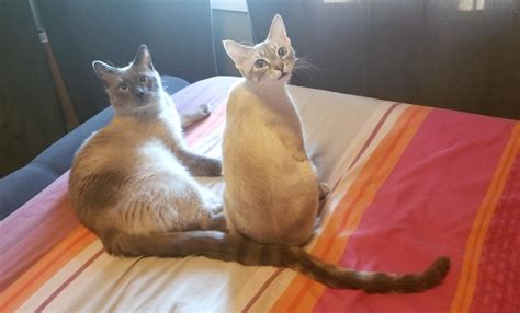 My Siamese Twins Joined At The Tail Siamese Twins Cats