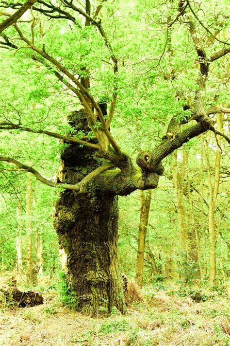 Ancient Oak Trees Gen Quercus Stock Image Image Of Sherwood Forest