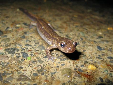 Types Of Salamanders To Keep As Pets With Pictures