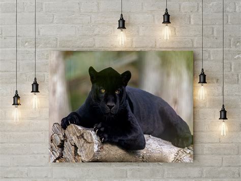 Black Panther Animal Canvas In The Uk Print Wildlife Wall Art Etsy