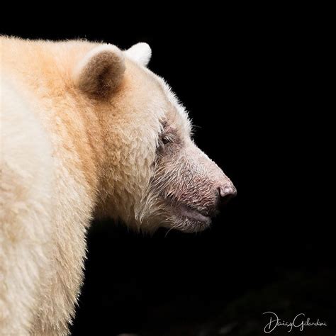 Nat Geo Wild On Instagram Photo By Daisygilardini The Kermode Bear