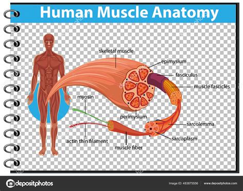Human Muscle Anatomy Body Anatomy Illustration Stock Illustration By