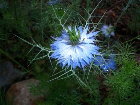 Best Blue Annual Flowers For Your Garden Hgtv