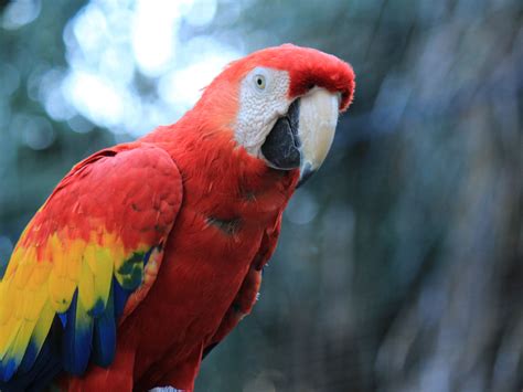 Wallpaper Parrot Red Macaw Bird Desktop Wallpaper Hd Image Picture