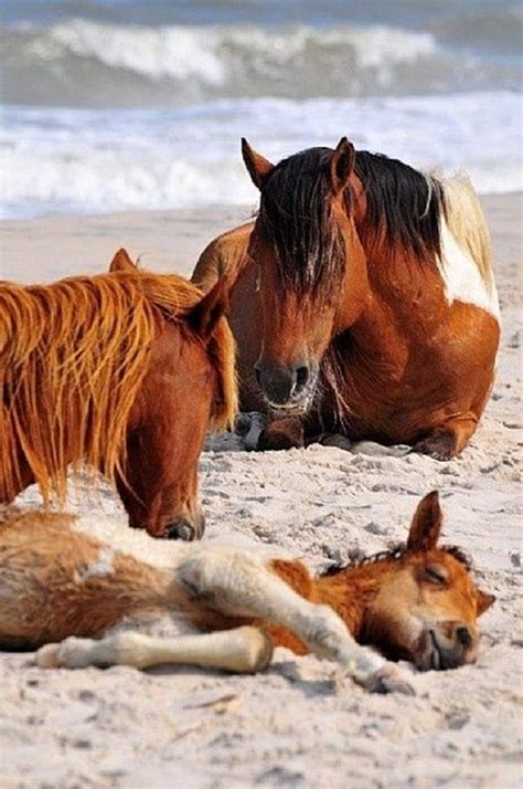40 Cute And Funny Pictures Of Animals Enjoying Beach Tail And Fur