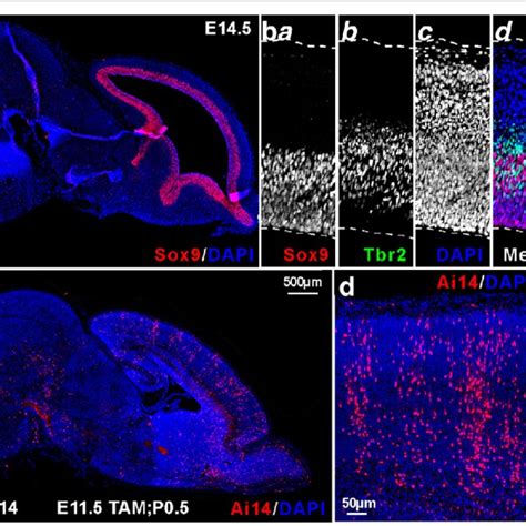 Sox9 Neural Progenitors Give Rise To Neurons Of All Cortical Layers