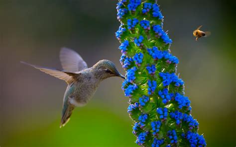 Bing Hummingbird Wallpaper