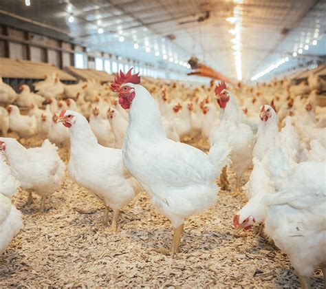 Broiler Breeder Male Management Canadian Poultry Magazinecanadian