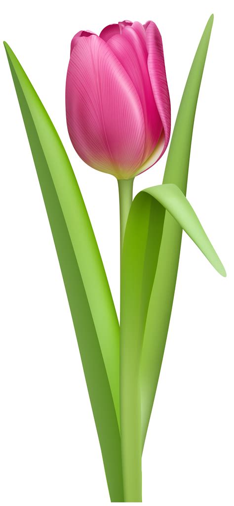 Pink Tulip Clip Art Clipart Free Download Clipartix