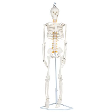 Buy Anatomy Lab Essential Flexible Mini Human Skeleton 35 Mini