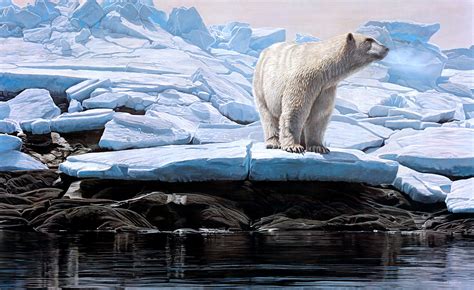 Animal Polar Bear 4k Ultra Hd Wallpaper By Terry Isaac