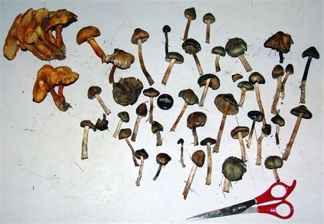 Psilocybe Weilii The Offical Fall 2004 Season Mushroom Hunting