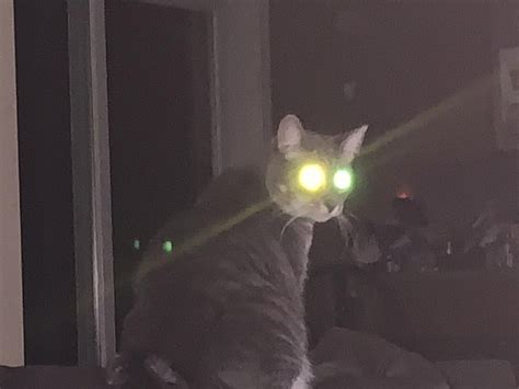 Cats Eyes Glow Two Different Colors In The Dark Mildlyinteresting