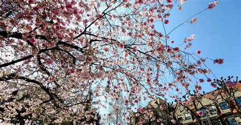 Free Stock Photo Of Blossom Blue Sky Blume
