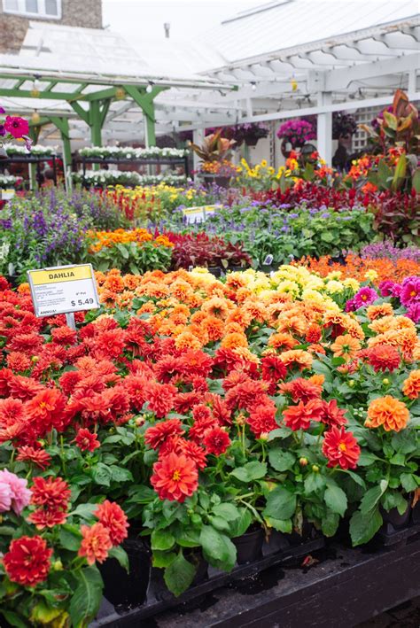 It is orange in the center and has a red boarder around the triangle. Red & Orange Dahlias in 2020 | Shade plants, Garden center ...