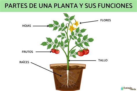 5 Partes De Una Planta Y Sus Funciones Esquemas Y VÍdeo
