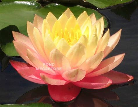 Sunfire Waterlily Large Hardy Water Lily A Pond Megastore Top Pick