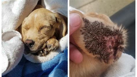 Puppy Covered In Ticks Found Hiding Near Dead Mother Rescued By Pinky