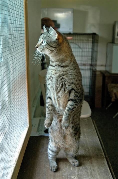 17 Best Images About Catsstandingup On Pinterest Cat